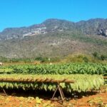 cuban-cigar-tabaco-cubano-vinales-valley-valle-de-vinales-cuba-pinar-del-rio-horseback-riding-paseo-a-caballo-tour-vinales-cuban-agency-oah47p5z8ovn2c4ubazf6p1kmybhh0yj1t4g89edzs